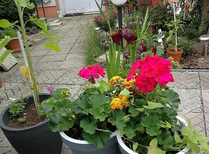 Libertas Гостевой дом 4*